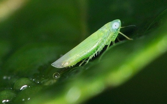 2577414642_36fe6114a7_o (1)