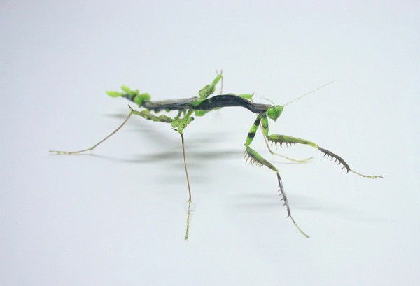 yuki-tsunoda-glass-insects-6