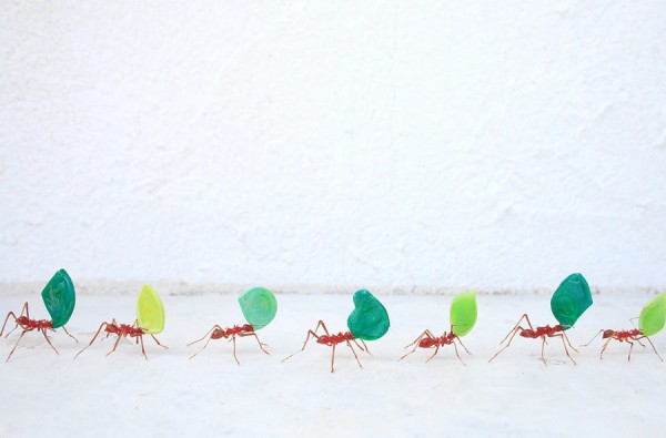 yuki-tsunoda-glass-insects-8