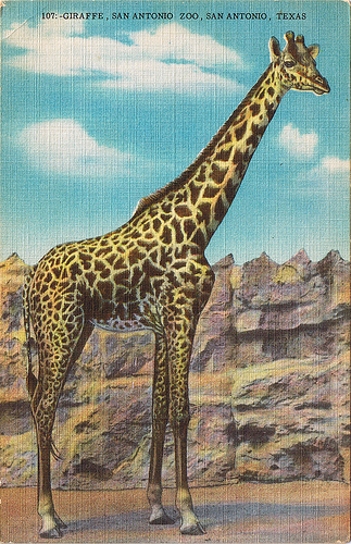 giraffe