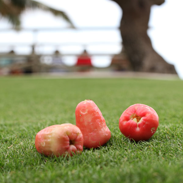 moutainapplesoutside